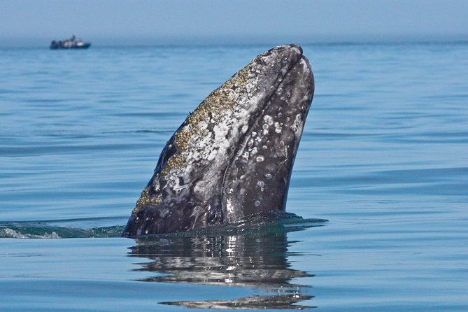 san-diego-whale-watching-cruise-2