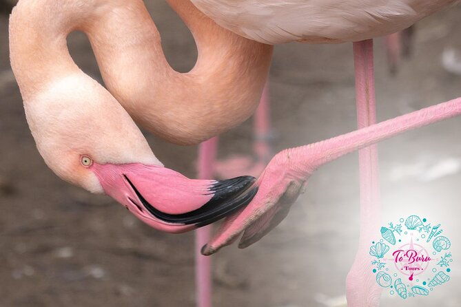 sanctuary-los-flamingos-tour