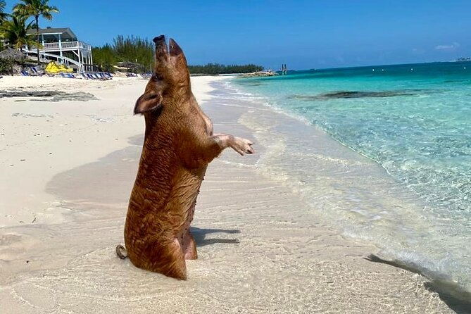 sandy-toes-bahamas-original-swimming-pigs-and-snorkeling