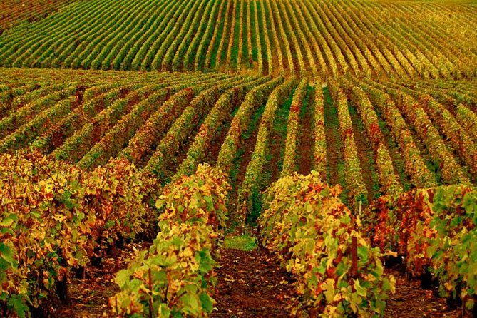 santa-ynez-cupcake-wine-tour-all-inclusive