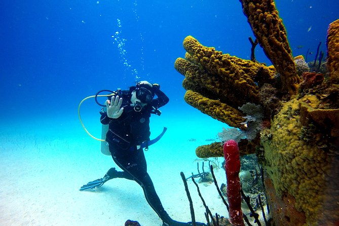 saona-diving
