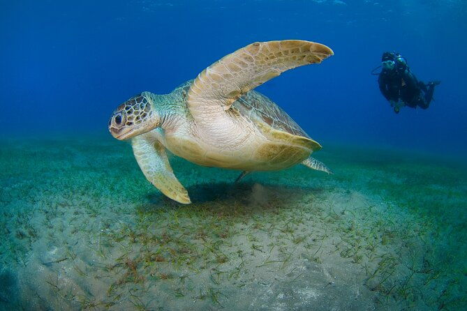 scuba-diving-experience-musan-dive-free-edited-video-2xdives