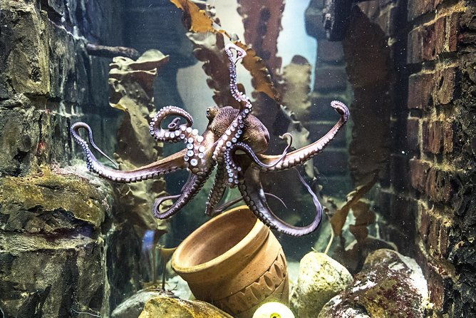 sea-life-oberhausen-admission-ticket
