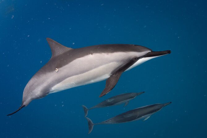 seasonal-small-group-humpback-whale-watching-in-kona