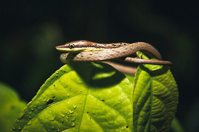 secret-night-walk-in-tortuguero