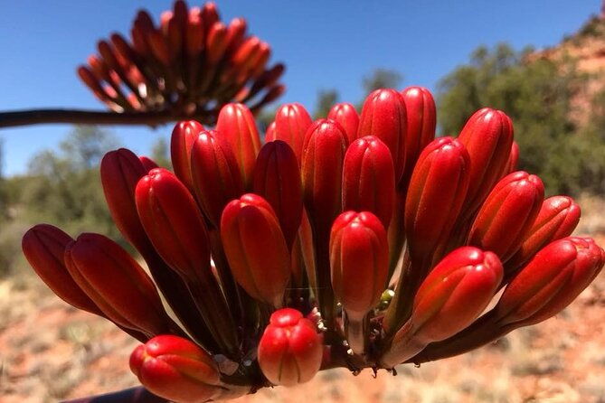sedona-sneak-a-peak-hike-with-a-private-guide