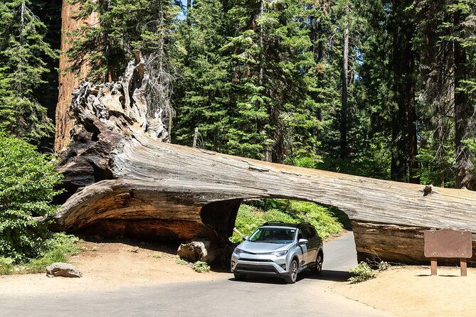 self-guided-driving-audio-tour-of-redwood-national-and-state-park