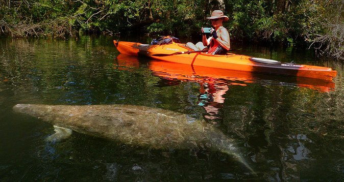 self-guided-kayaking-manatee-and-dolphin-tour