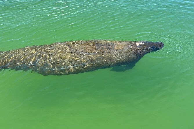self-guided-standup-paddle-board-ecotour-bonita-springs