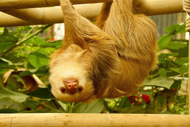 selvatura-sloth-habitat