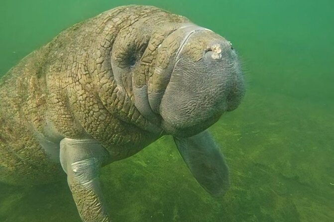 semi-private-manatee-swim-tour-with-guide-photos-included