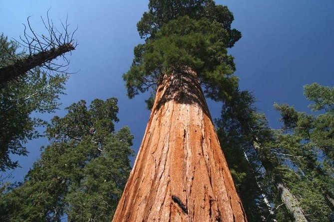sequoia-national-park-adventure-from-tulare