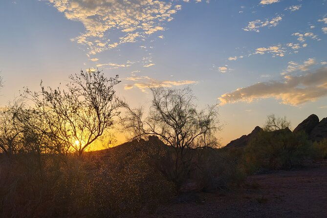 serene-botanical-tour-of-the-sonoran-desert-guided-nature-walk