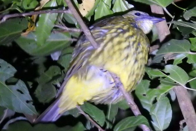 shared-monteverde-night-tour