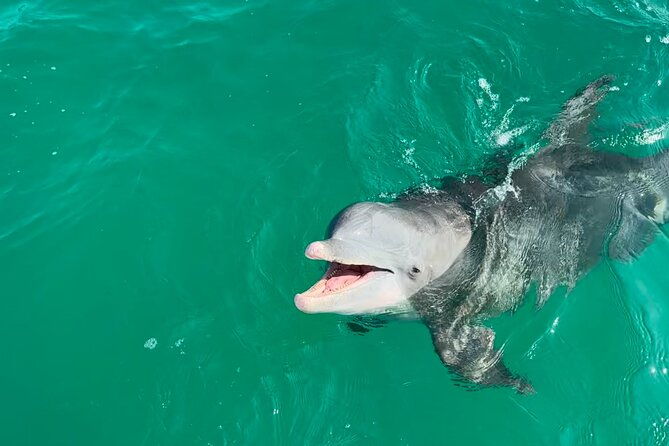 shell-island-dolphin-sightseeing-boat-tour