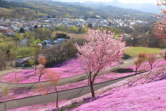 shibazakura-tulip-going-by-private-car-shibazakura-takinoue-park-and-kamiyubetsu-tulip-park-from-sapporo