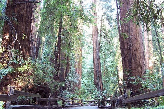 shore-excursion-guided-tour-to-muir-woods-with-roundtrip-journey