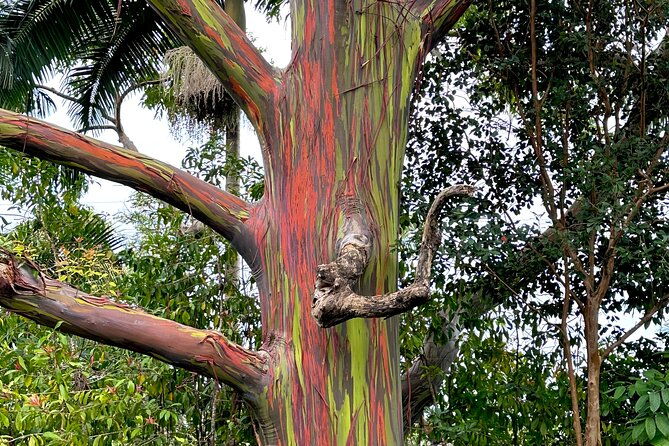 shore-excursion-of-maui