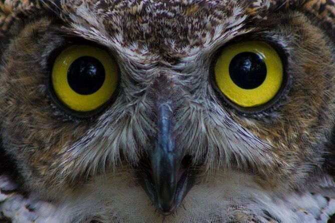 sitka-premium-tour-private-alaska-raptor-center-fortress-of-the-bearstotems