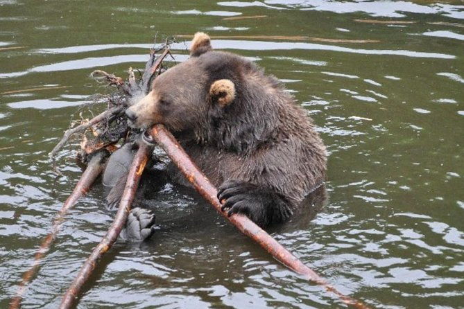 sitka-shore-excursion-bears-raptor-center-totem-park-tour-small-group