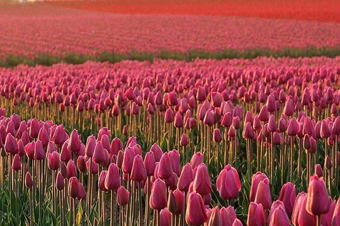 skagit-valley-tulip-festival-day-trip-from-seattle