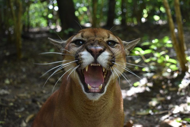 skip-the-line-rescate-wildlife-rescue-centre-general-admission-ticket