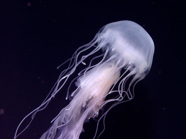 skip-the-ticketing-line-aquarium-of-the-pacific-general-admission-ticket