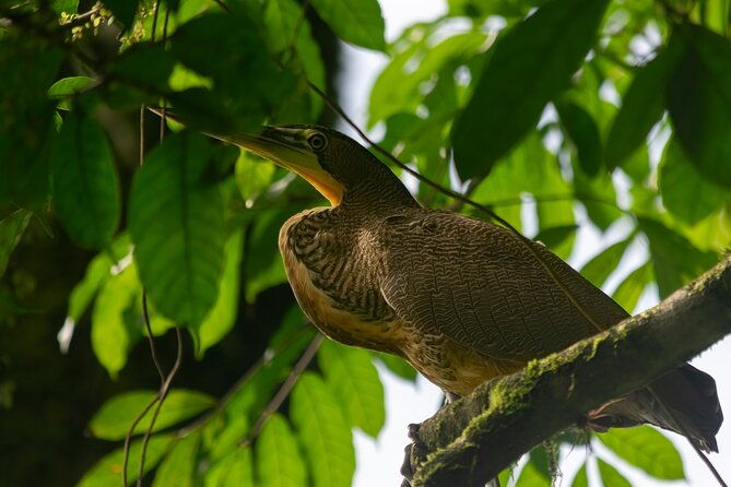 sloth-and-monkey-wild-life-tour