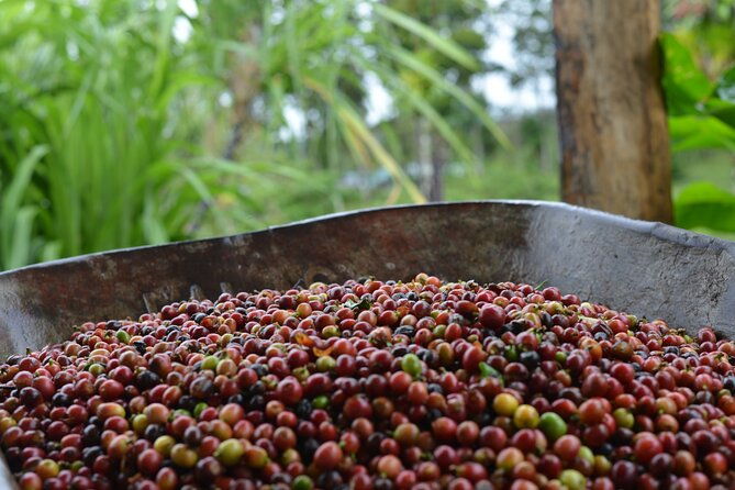 sloth-forest-tour-organic-coffee-and-chocolate-tour-waterfall