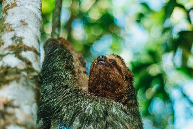 sloth-tour-in-la-fortuna-arenal-natural-habitat