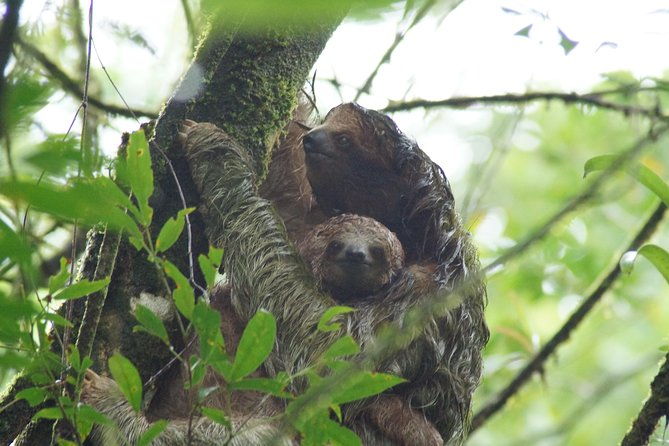 sloth-watching-trail