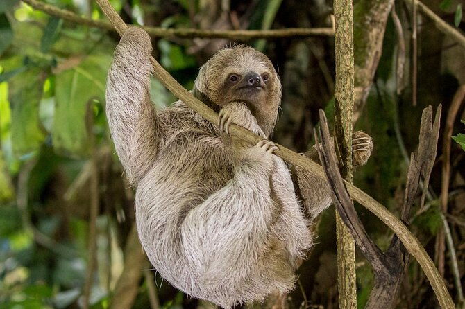 slothfrogs-hanging-bridgescoffee-chocolate-and-waterfall-tour