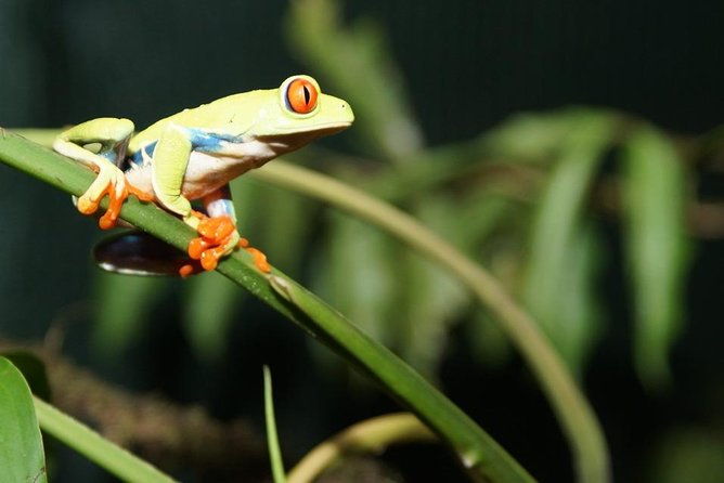 sloths-frogs-monkeys-with-waterfall-hike-and-corobici-river-safari-float