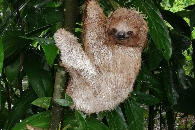 sloths-in-their-natural-habitat-blue-river-waterfall