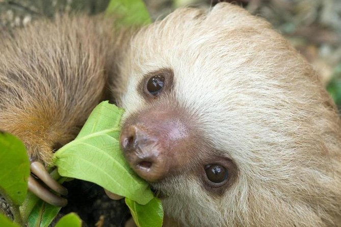 sloths-lovers-tour-puerto-limon-shore-excursion