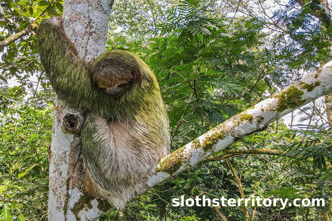 sloths-watching-tour-through-sloths-territory
