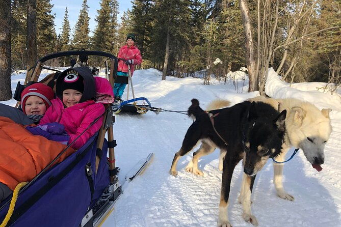 small-group-dog-sledding-experience-in-sterling