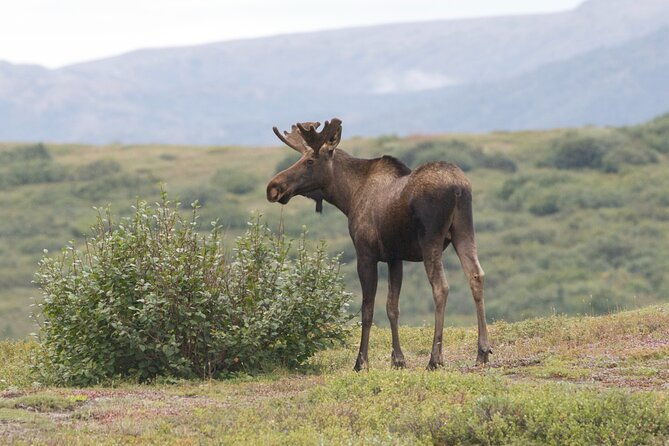 small-group-flight-denali-national-park-tour-with-guided-hike