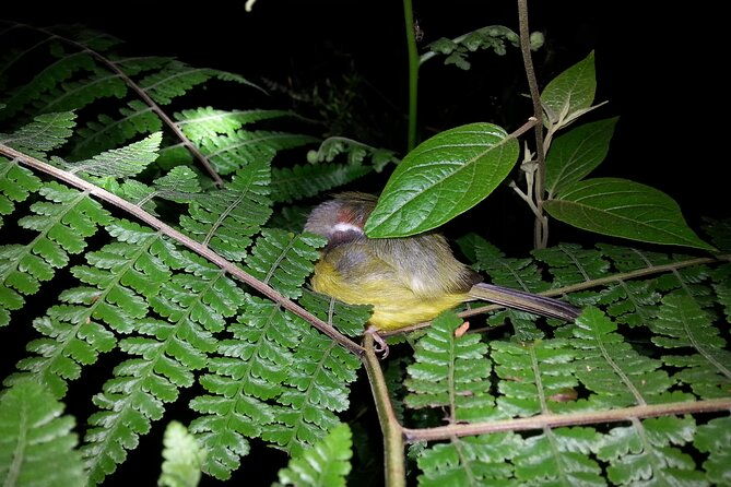 small-group-night-walking-tour-in-monteverde