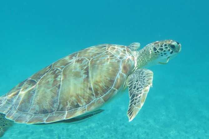 small-group-sea-turtle-tour-guaranteed-to-see-turtles
