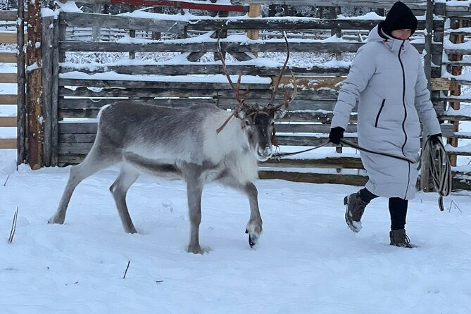 small-group-snowshoeing-and-reindeer-farm-visit-2