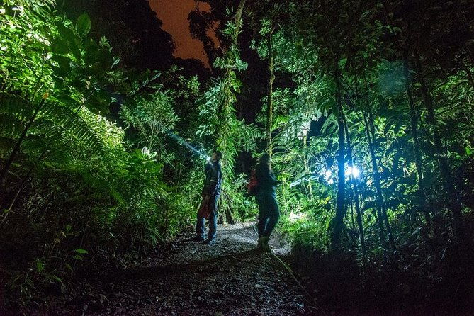 small-group-tortuguero-national-park-night-walk-in-costa-rica