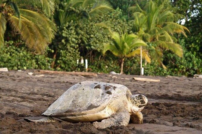 small-group-tortuguero-turtle-nesting-tour