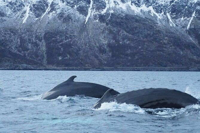 small-group-whale-watching