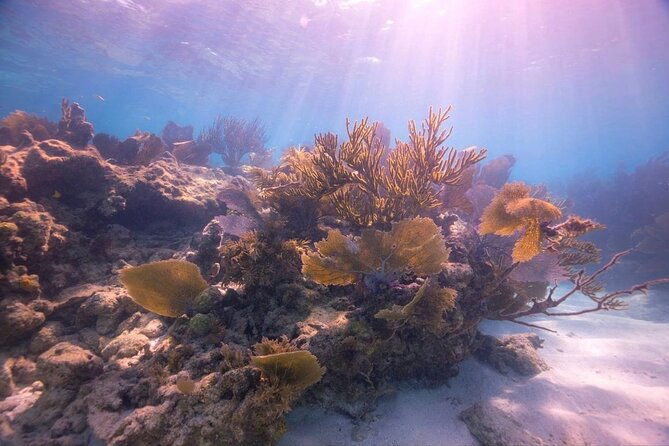 small-guided-shallow-2-tank-dive-experience-in-key-largo-all-gear-included