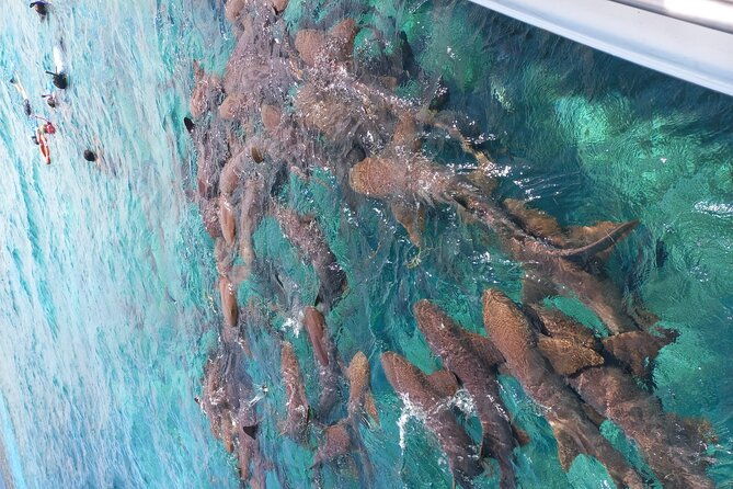 snorkel-holchan-shark-ray-alley-and-caye-caulker-manatee-spotting