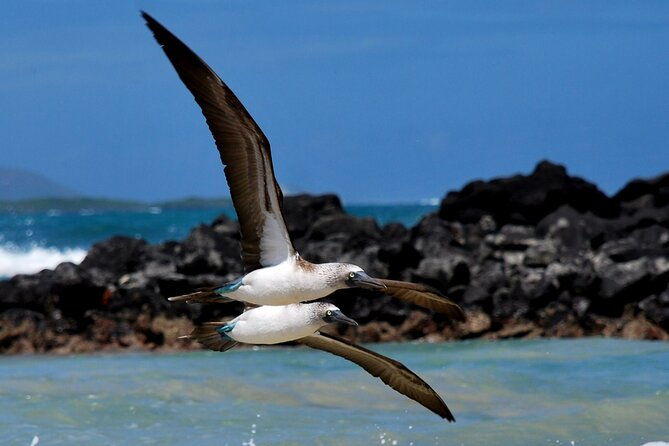 snorkeling-and-fauna-observation-at-las-tintoreras-islet