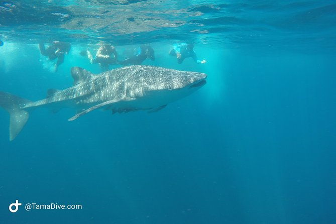 snorkeling-at-catalina-islands