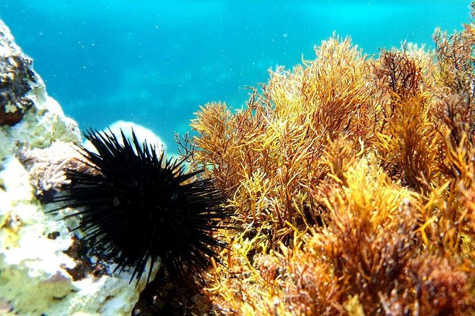 snorkeling-in-ustica-observation-of-marine-flora-and-fauna-2