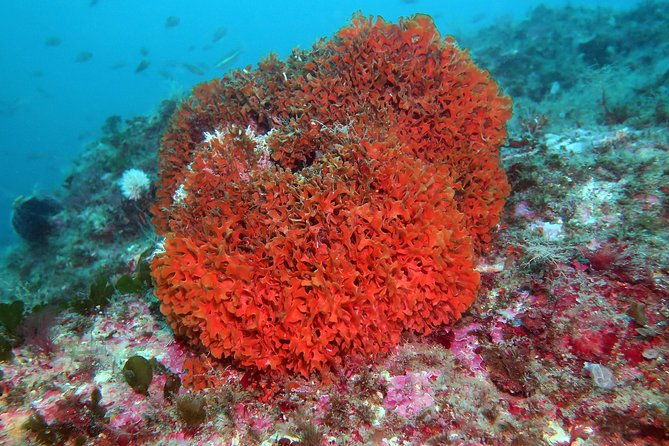 snorkeling-tour-around-the-isola-bella-nature-reserve-2